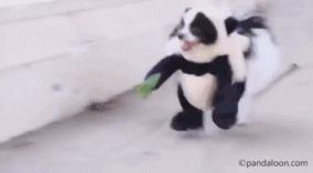 大熊猫可爱的外形身体胖嘟嘟,大熊猫可爱的样子和温顺的性格