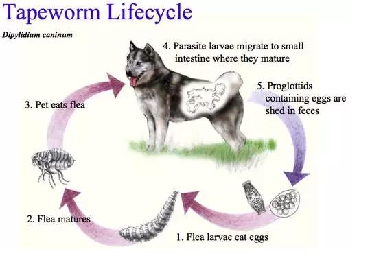 狗狗体内外寄生虫有哪些?看完这篇再也不用为这事儿发愁了