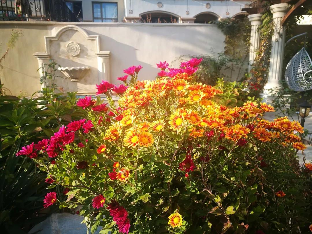 东北花园四季开花植物,北方一年四季都开花的花园