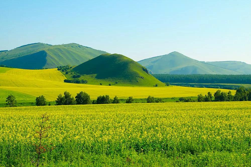 全国油菜花时间表,3月份哪里的油菜花最美