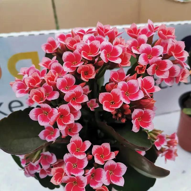 长寿花单瓣品种大全,长寿花100种颜色图片