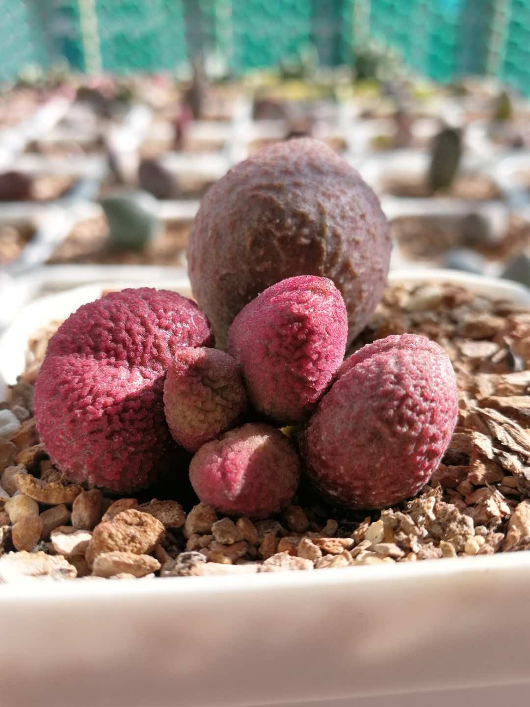 全部水泡类多肉,水泡多肉耐冻不