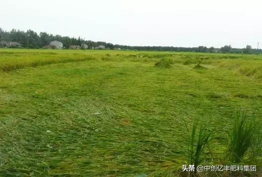 水稻倒伏,水稻出现倒伏现象怎么办