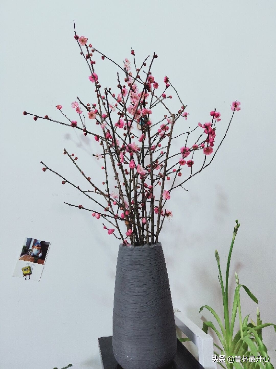 文人骚客喜欢用植物中的什么,古代文人志士喜爱哪些植物