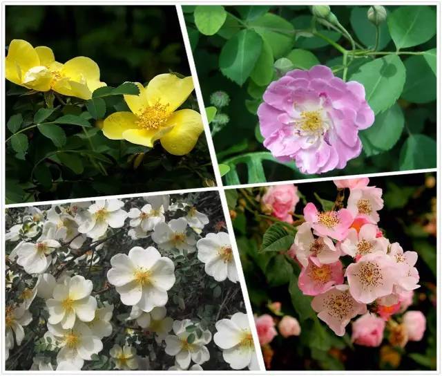 月季玫瑰蔷薇芍药牡丹的区别,月季玫瑰蔷薇都属于什么科