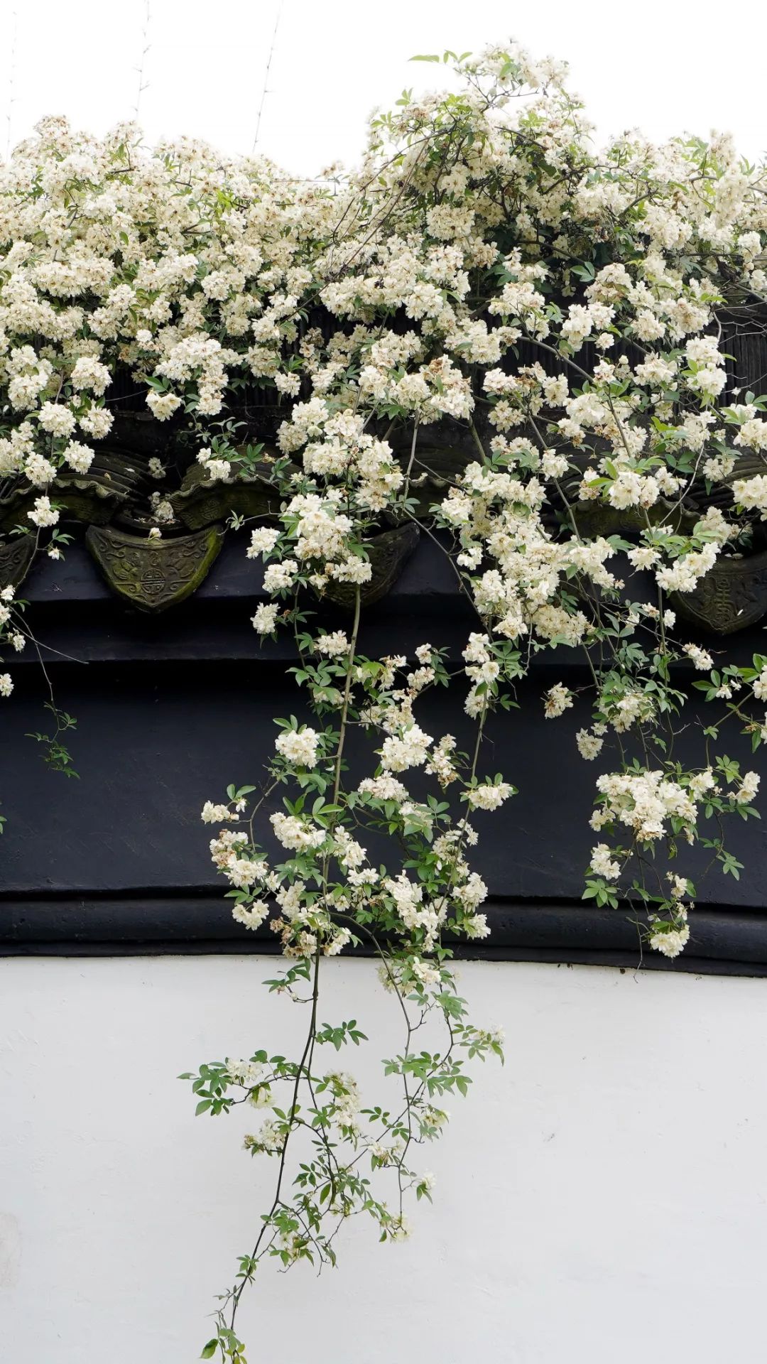 鹅湖玫瑰园花期,鹅湖玫瑰园美篇