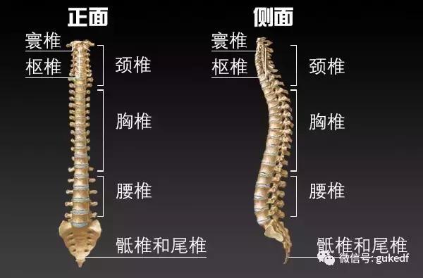 骨科医生详解颈椎问题,骨科医生讲解膝盖疼痛