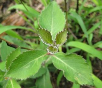 本草纲目仙茅,本草纲目中草药图片