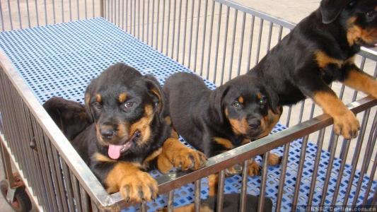 去哪里买狗健康靠谱,南宁哪里可以买到放心狗