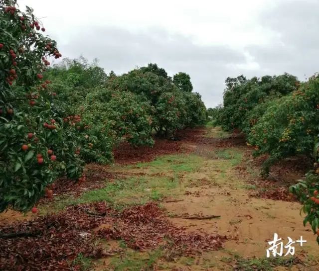 荔枝大王陈小敏直播卖货数据,荔枝大王陈小敏现在怎么样了