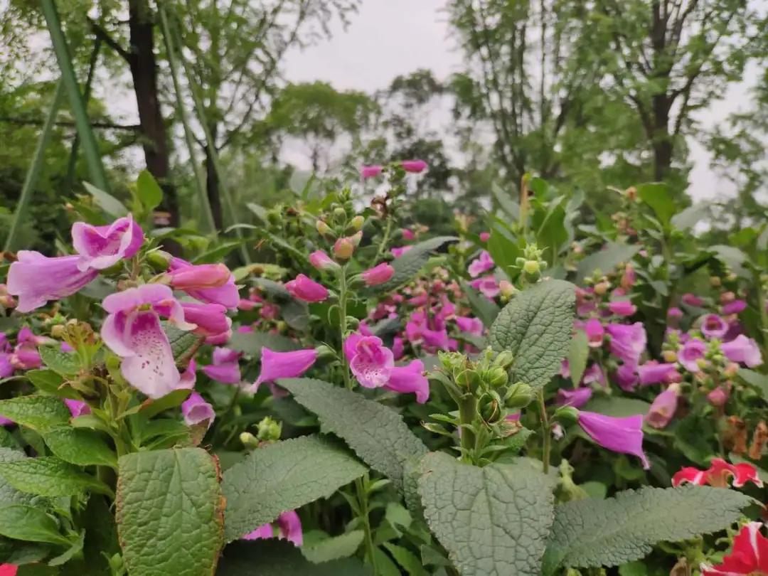 波斯菊孔雀草花海,波斯菊向日葵