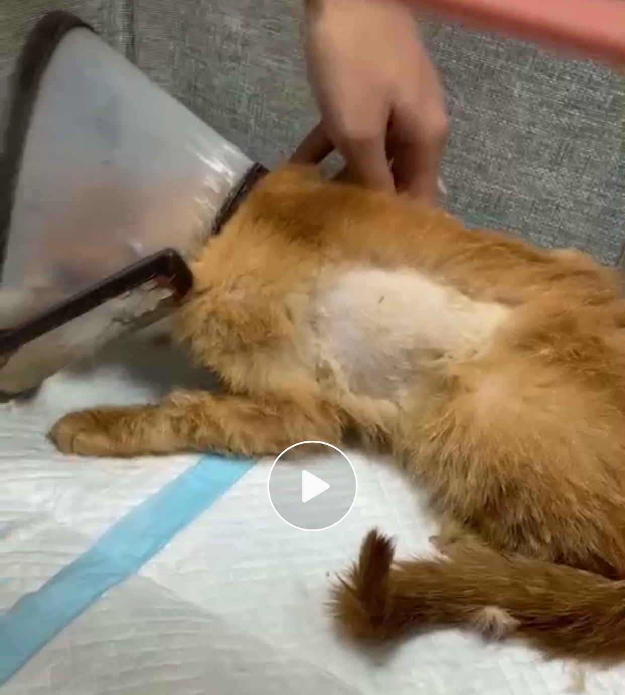 流浪猫救助后续问题,流浪猫的救助正确办法