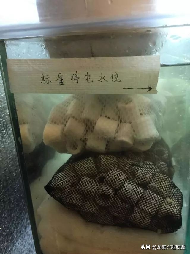 垃圾桶旁边的四方鱼缸,捡回去养了一缸金鱼,别说还挺不错