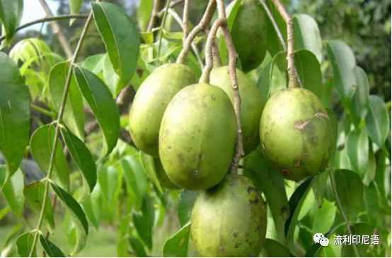 清凉一夏愉快吃瓜—印尼常见水果大全