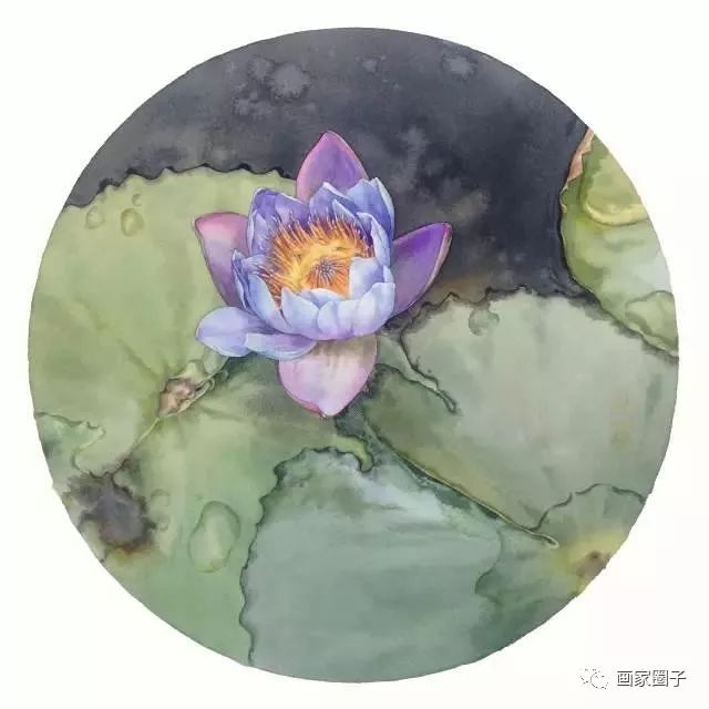 100种漂亮花卉图片,100张漂亮花图