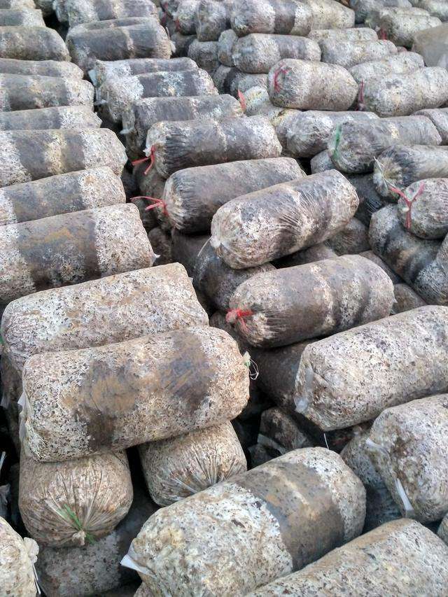 玉米芯生料栽培平菇新技术,平菇种植玉米芯发酵流程