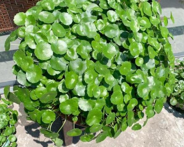 最爱喝水的4种花浇得勤长得快,5天浇一次水又好看的花