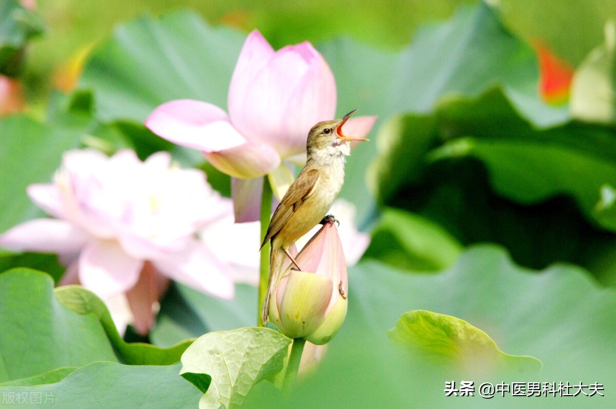 得了前列腺炎怎么食疗,得了前列腺炎吃啥药好得快