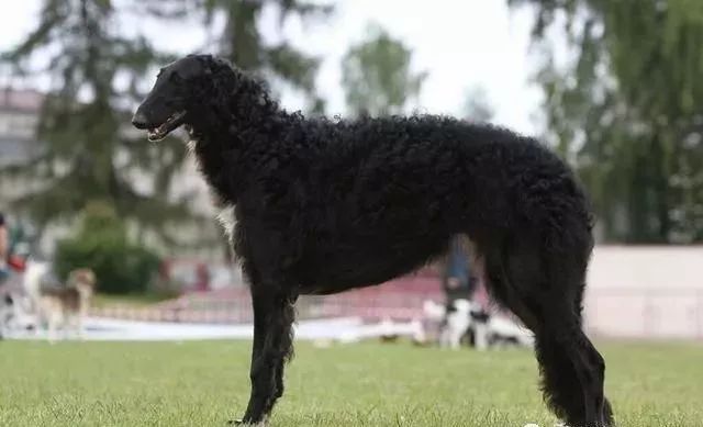 世界上最强的10种狗排名,世界上巨型狗大全