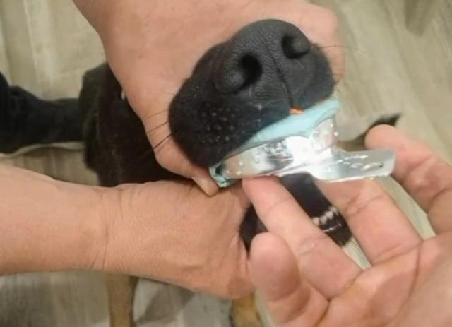 狗狗牙齿磨损,狗狗牙齿损坏会恢复么