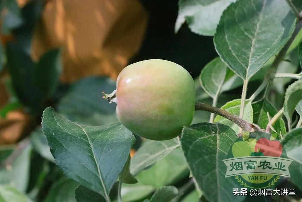 套袋前三遍药怎样喷,苹果套袋前三遍药用药表