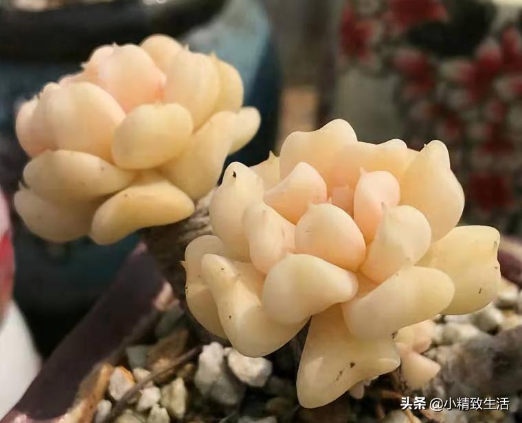 多肉特玉莲老桩图片,多肉玉莲爆盆怎么办