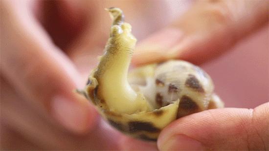 香港鲍鱼老字号,这家老店回头客超多牛气冲天