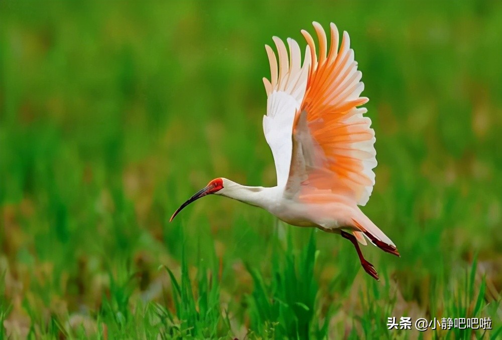 日本你不知道的冷知识,你不知道的国家冷知识日本篇