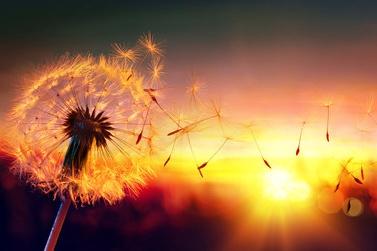 摄影怎么使前景虚化,摄影为照片增添感觉的5个技巧