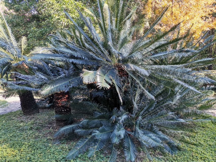 苏铁是藻类的植物吗,植物宝贝苏铁的视频