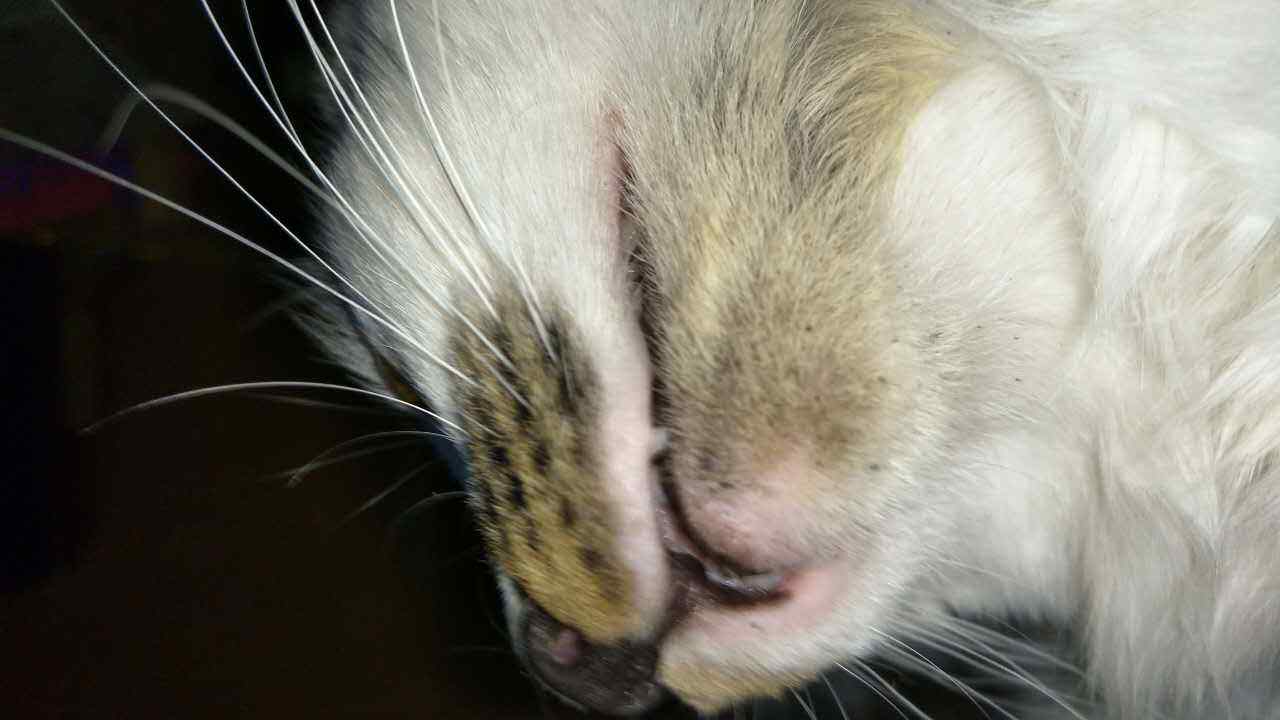 狗可以吃牛磺酸猫粮不,狗吃猫粮牛磺酸中毒