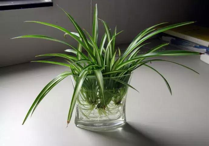 水培植物怎么养长得好,水培植物方法和注意事项有哪些呢