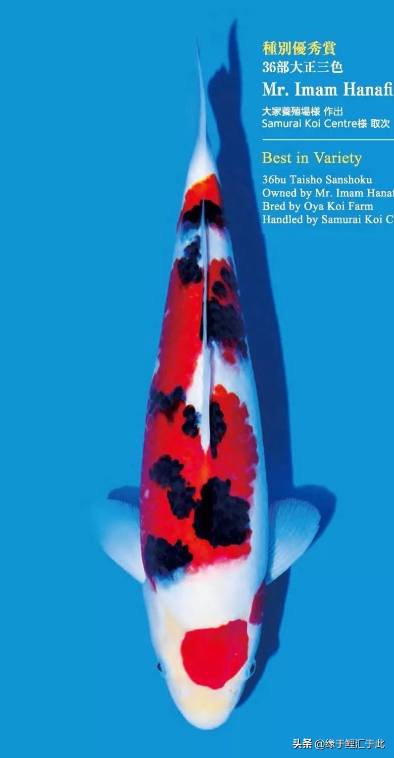 怎么分辨锦鲤有没生病,锦鲤生病的最佳方法