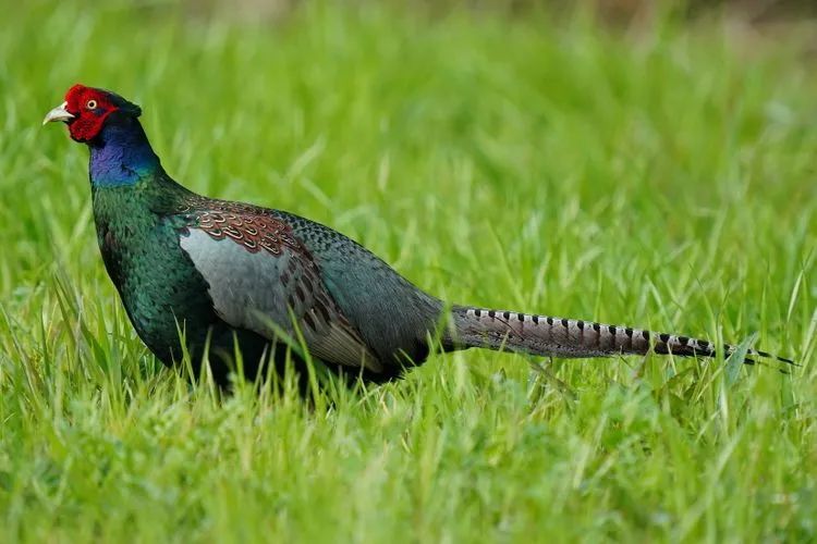 日本美食探索历史,日本历史与美食