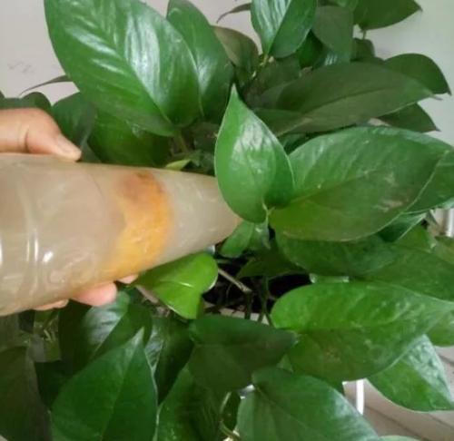 如何利用橘子皮泡水养花,橘子皮养花可是个宝扔掉太可惜了