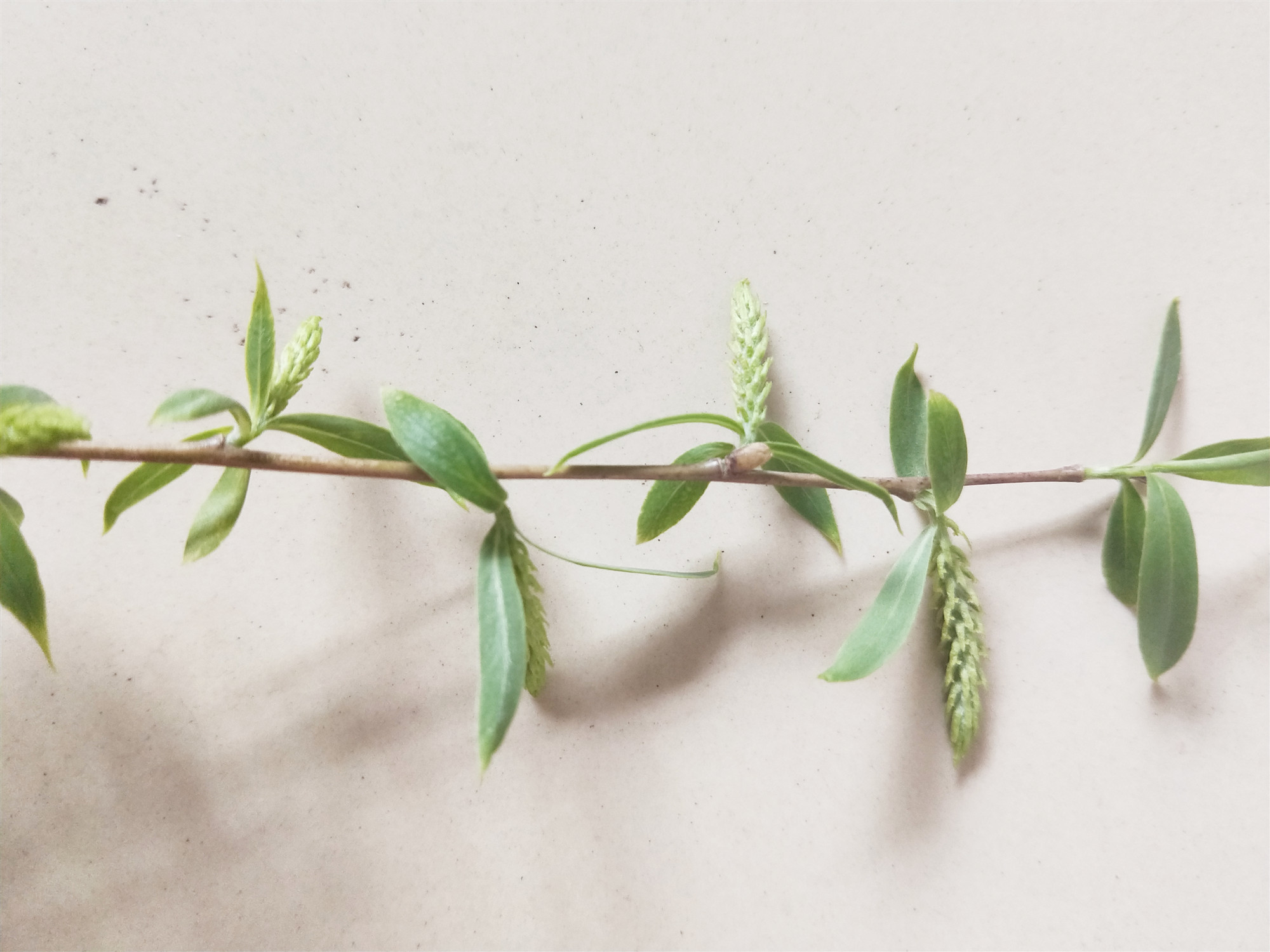 柳树的中药作用与功效,中药柳树图片大全