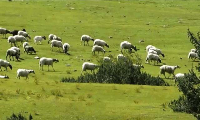 羊奶皂让你的肌肤亮起来,6款香味洗脸羊奶皂