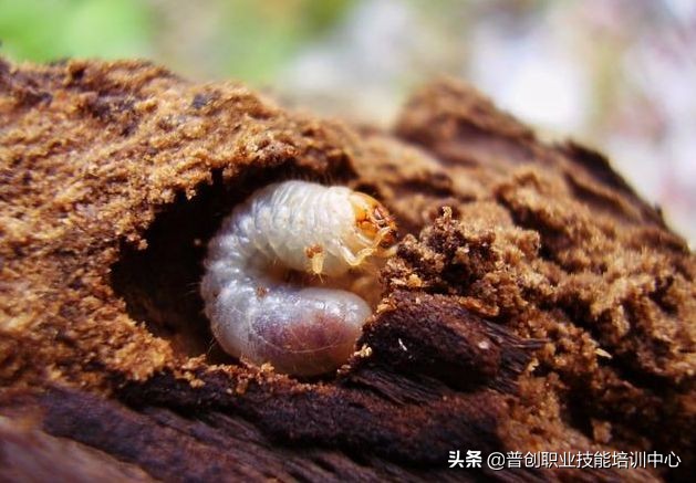 种菜防治病虫害最简单方法,种菜病虫害图片大全