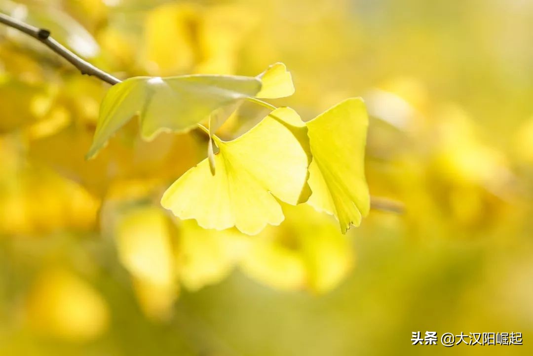 记忆为什么总是越来越模糊,记忆为什么会逐渐消失