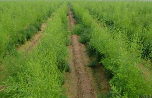 芦笋种植技术及施肥,芦笋种植技术高产