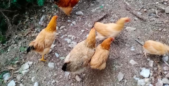 现在养鸡的成本和利润大概是多少,养鸡技术大全及利润