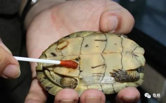 乌龟腐皮怎么用聚维酮碘药浴,聚维酮碘治疗乌龟腐皮需要泡多久