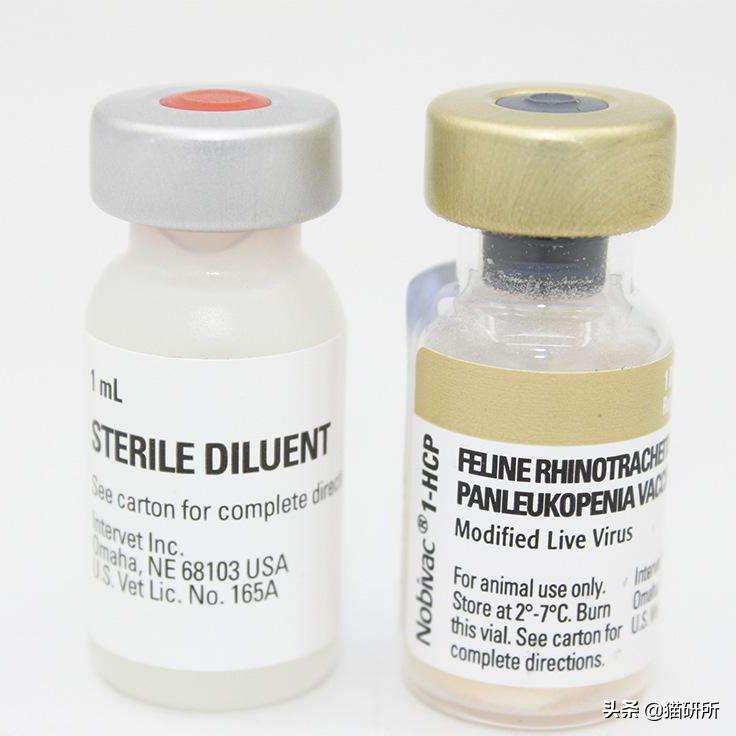 猫咪接种后精神不好应该注意什么,猫咪接种疫苗后腹泻怎么办