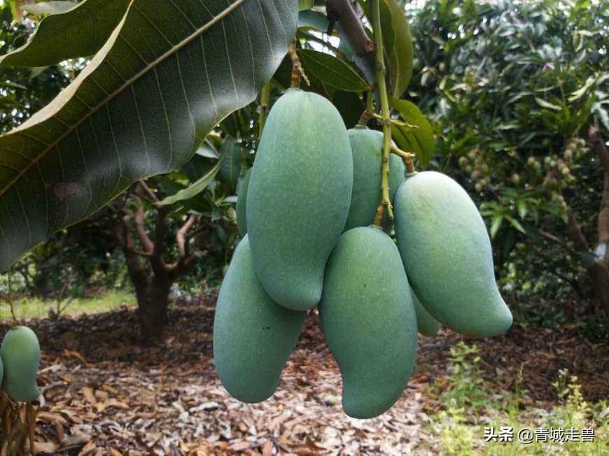 开春适合吃什么蔬菜和水果,开春了见到这5种水果别手软