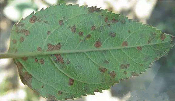 苹果炭疽叶枯病最佳治疗方法,苹果炭疽叶枯病原因