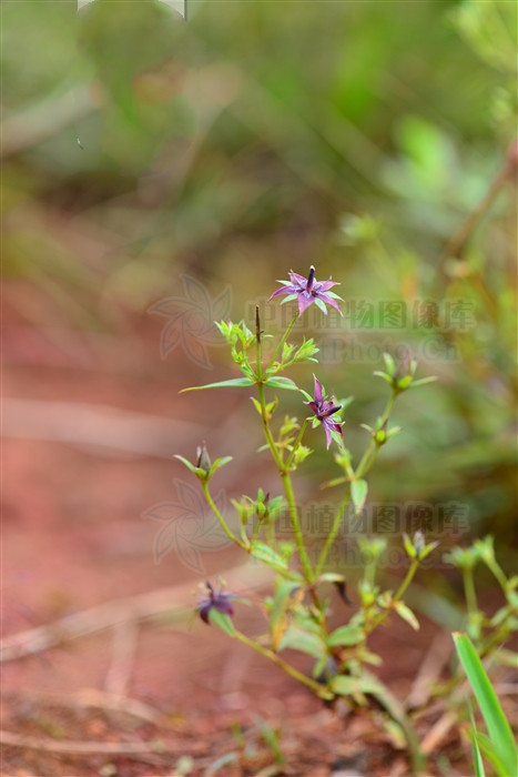 山飘儿草，见过吗？对耳鸣耳聋有一定疗效