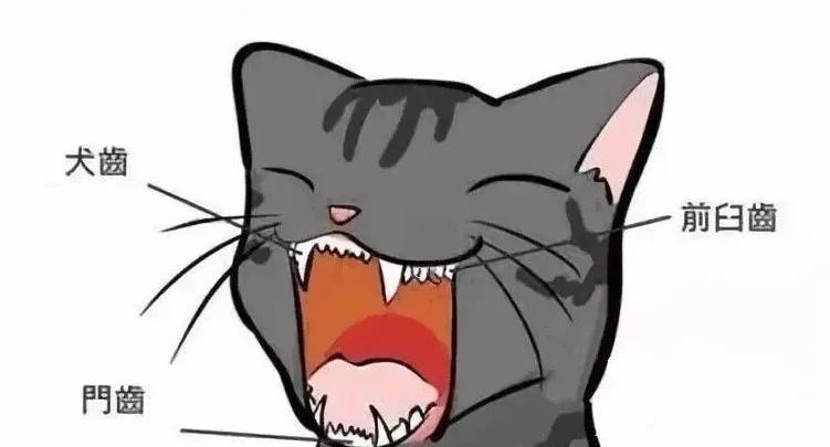 猫咪长蛀牙了需要拔掉吗,猫有蛀牙怎么处理最好