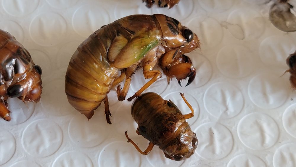 泉城玉符河,著名垛田柳树林,盛产截柳龟,你可摸过?