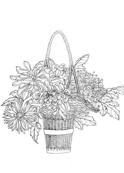 中国画菊花作品集锦,菊花花瓣白描的详细步骤