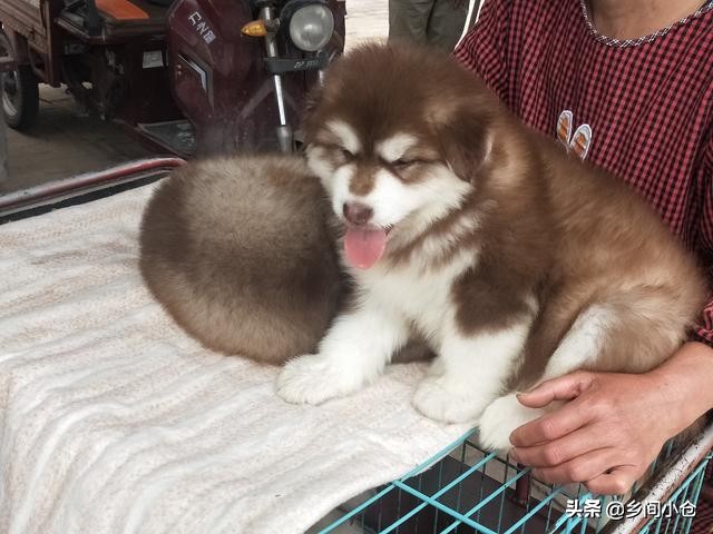 开封狗品种大全,开封狗市是中国最大的吗